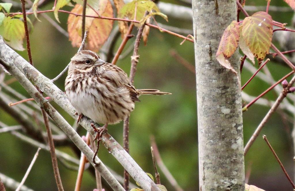 Song Sparrow by Fyn Kynd is marked with CC BY 2.0.